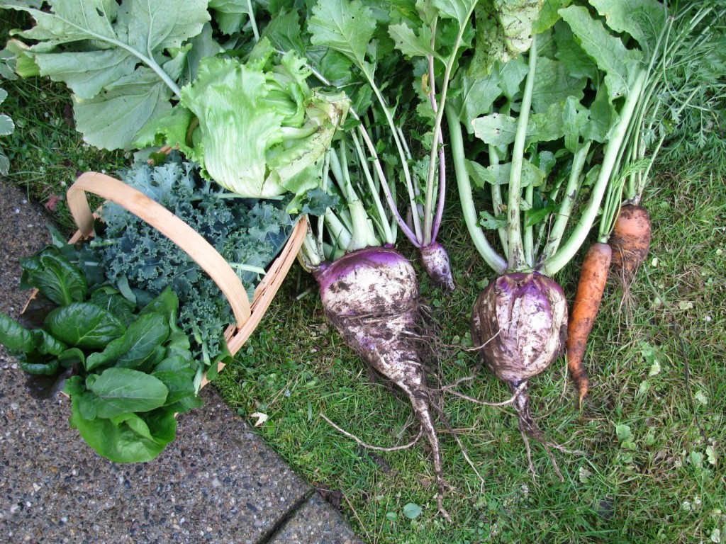 Garden pics